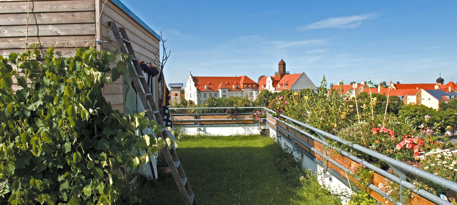 Roof garden with a meadow and vines in front of a cubical wooden house